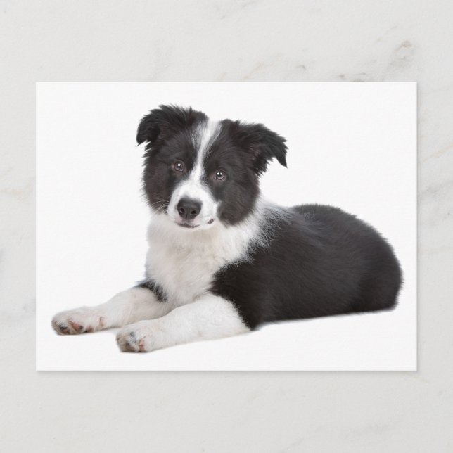 Carte Postale Bordure Collie Chien chiot - Blanc, Bonjour, merci (Devant)