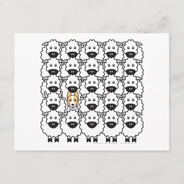 Carte Postale Bordure Collie dans le mouton (Devant)