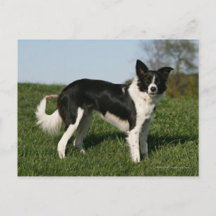 Carte Postale Bordure Collie Debout