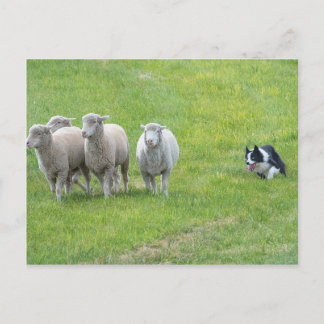 Carte Postale Bordure Collie et Ewes