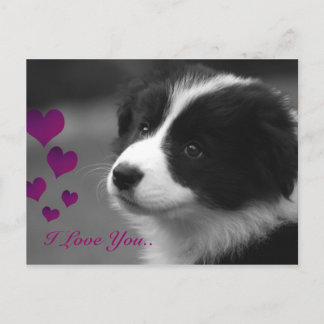 Carte Postale Bordure Collie, Je T'Aime