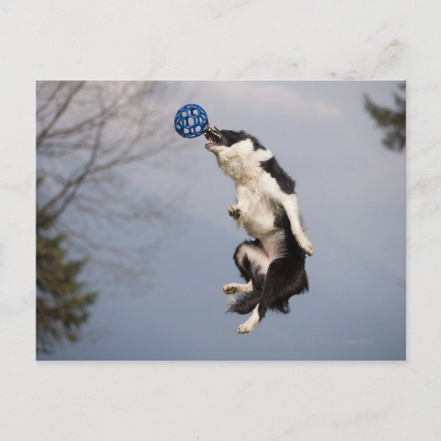 Carte Postale Bordure Collie juste avant d'attraper la balle hau (Devant)