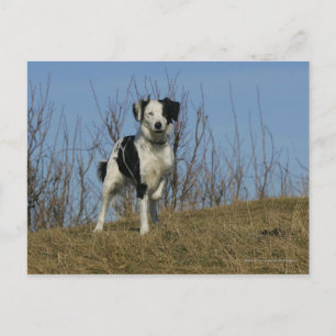 Carte Postale Bordure Collie Leg