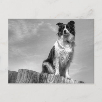 Carte Postale Bordure Collie observation du tronc de l'arbre
