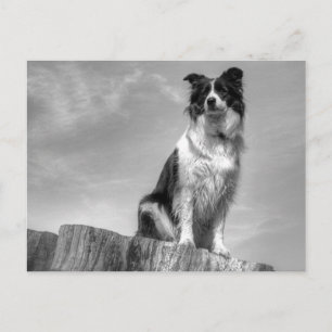 Carte Postale Bordure Collie observation du tronc de l'arbre