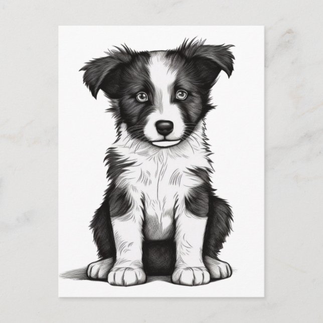 Carte Postale Bordure Collie Sheepdog Australian Shephard Puppy (Devant)