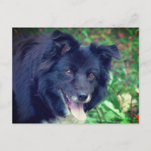 Carte Postale Bordure Collie souriant mignon chien