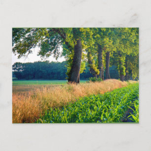 Carte Postale Bordure du champ de maïs