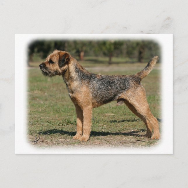 Carte Postale Bordure Terrier 9Y325D-033 (Devant)