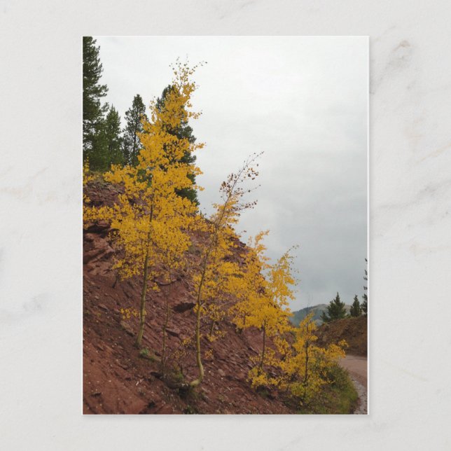 Carte Postale boreas pass aspens (Devant)