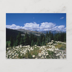 Carte Postale Boreas Pass blanc, Breckenridge fleurs