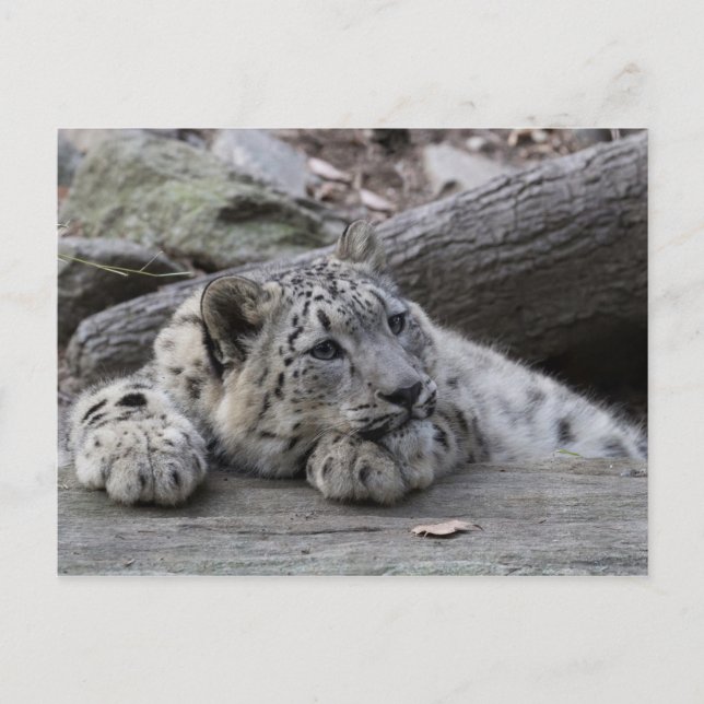 Carte Postale Bored Snow Leopard Cub (Devant)