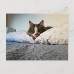 Carte postale Boris the Cute Nubber Kitty