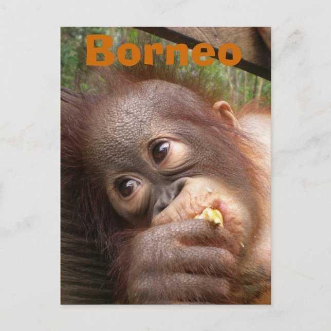 Carte Postale Borneo Baby Orangutan (Devant)
