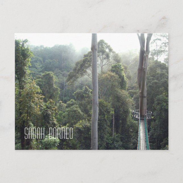 Carte Postale Borneo Forêt tropicale Jungle Treetops Paysage Pho (Devant)