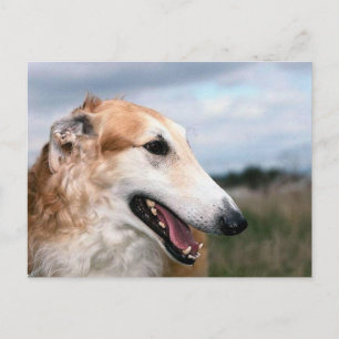 Carte Postale Borzoi