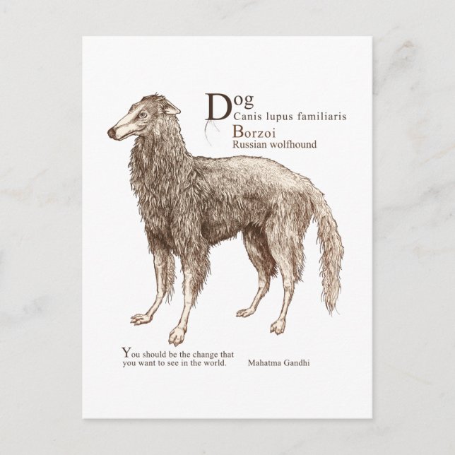 Carte Postale Borzoi - noix (Devant)
