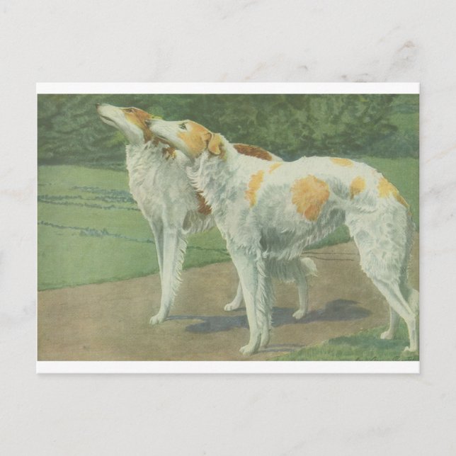 Carte Postale Borzoi (Wolfhound russe) (Devant)