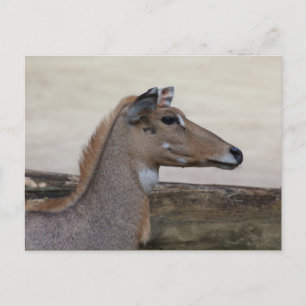 Carte Postale Boselaphus tragocamelus