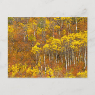 Carte Postale bosquet de peupliers trembles en couleur d'automne