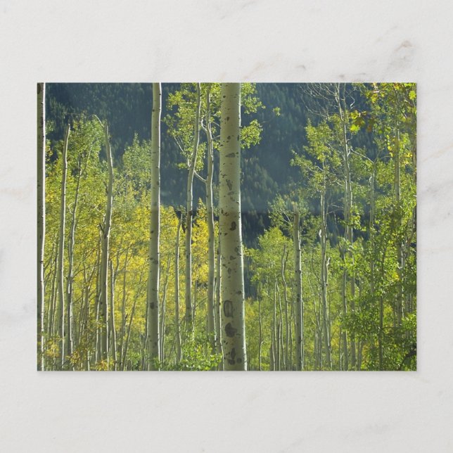 Carte Postale Bosquet de Trembles (Devant)