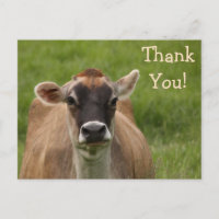 Carte postale Bossy Cow Merci