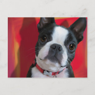Carte postale Boston Terrier