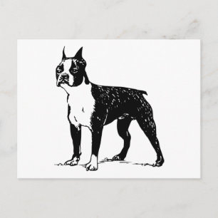 Carte Postale boston terrier