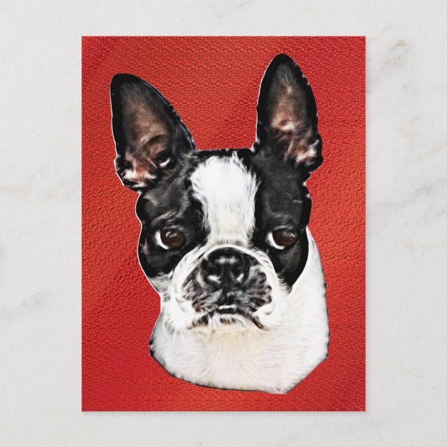 Carte Postale Boston Terrier (Devant)