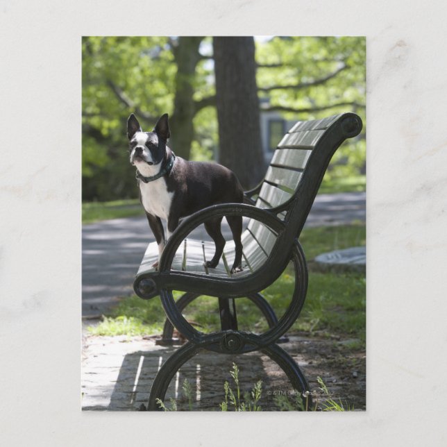 Carte Postale Boston Terrier (Devant)
