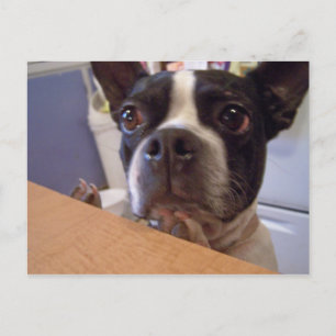 Carte Postale boston terrier