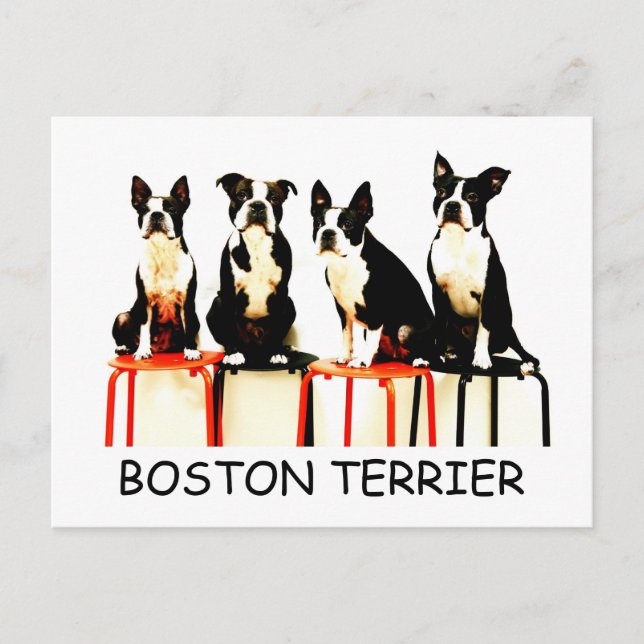 CARTE POSTALE BOSTON TERRIER (Devant)