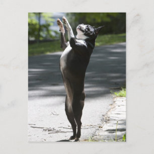 Carte Postale Boston Terrier 2