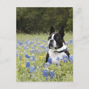 Carte Postale Boston Terrier assis dans un champ de Blue Bonnets