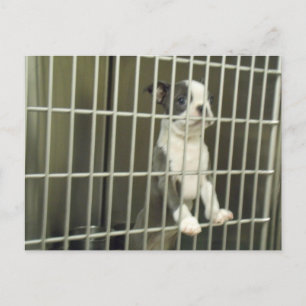 Carte Postale Boston Terrier Chiot dans un abri Cage