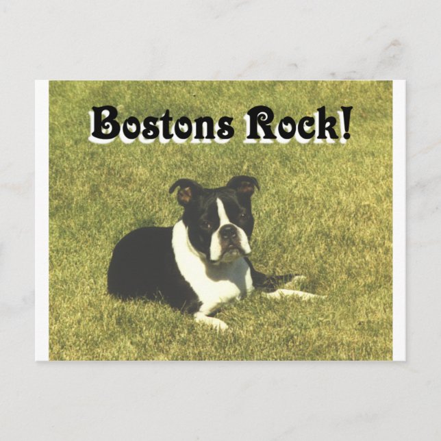 Carte Postale Boston Terrier : les Bostons roulent (Devant)