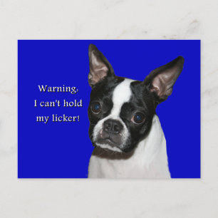 Carte Postale Boston Terrier :  Ne peut pas tenir son licker