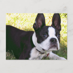 Carte postale Boston Terrier Pup