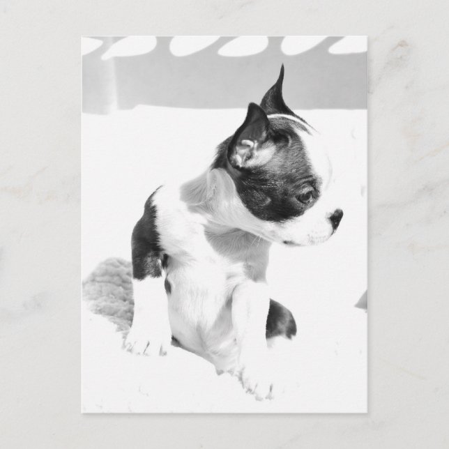 Carte Postale Boston Terrier Puppy (Devant)