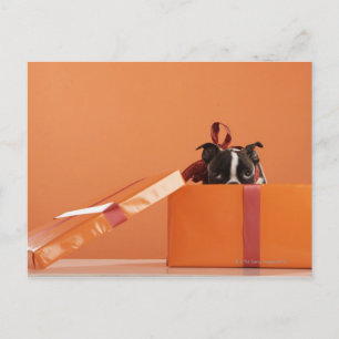 Carte Postale Boston terrier puppy in venin box