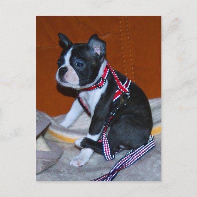 Carte Postale Boston Terrier Welpe (Devant)