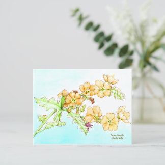 Carte Postale Botanical wildflower watercolor, globemallow