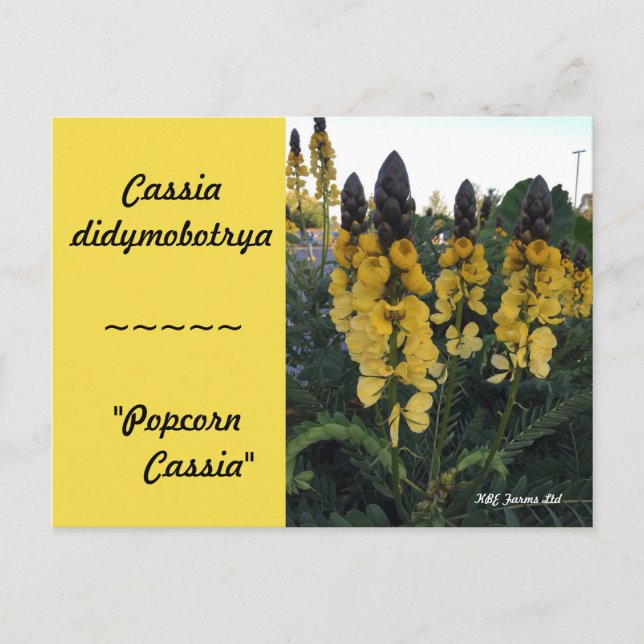 Carte Postale Botanique Cassia didymobotrya "Popcorn Cassia" (Devant)