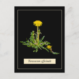 Carte Postale Botanique de Dandelion