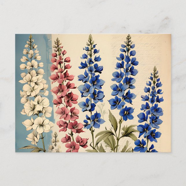 Carte Postale Botanique de Delphinium rustique (Devant)