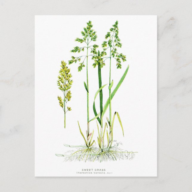 Carte Postale Botanique d'herbe douce (Devant)