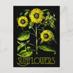 Carte postale botanique Dusky Sunflower 2