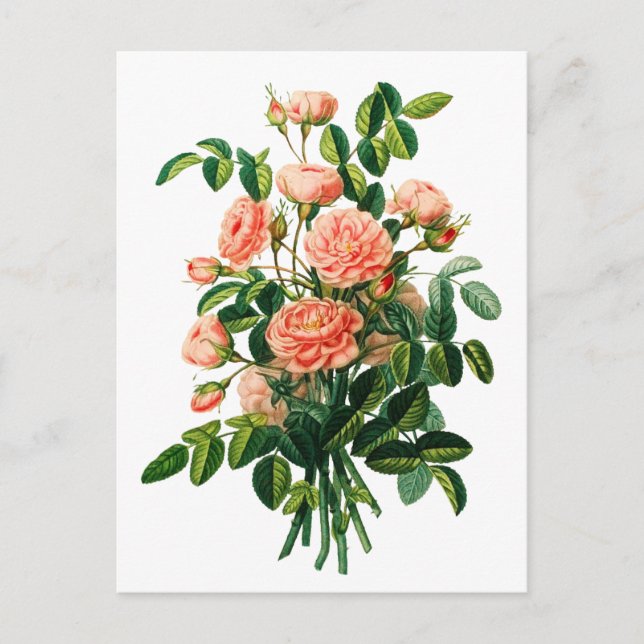 Carte Postale Botanique Pink Peony Bokeh (Devant)