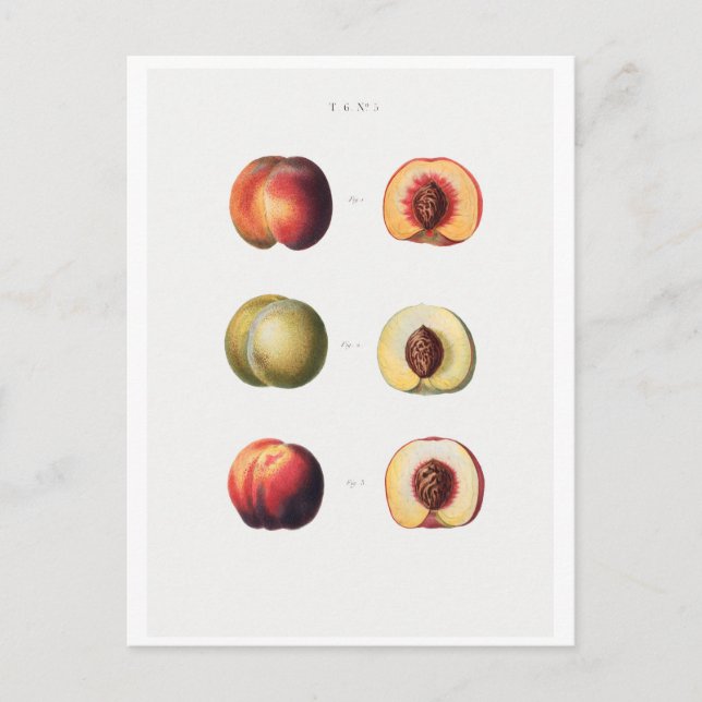 CARTE POSTALE BOTANIQUE REDOUTÉ (Devant)