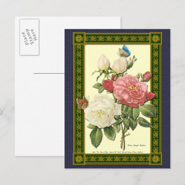 Carte postale botanique Roses blanches et rouges (Devant / Derrière)